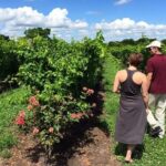 Uruguay Winery Visit and lunch with Wines! - An In-Depth Look at the Uruguay Wine Tour