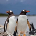 USHUAIA: ALMANZA, THE SPIDER CRAB ROUTE & PENGUIN SIGHTING - Unpacking the Experience: A Deep Dive into the Tour