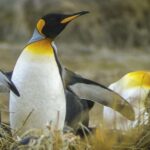 Ushuaia: Beagle Channel Boat Tour and Penguin Experience - The Practicalities and Value