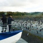 Ushuaia: Beagle Channel Navigation to the Penguin Colony - Who Should Consider This Tour?