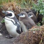 Ushuaia: Beagle Channel Penguin Colony Tour - Practical Details and What to Expect