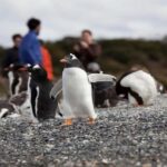 Ushuaia: Beagle Walk among Penguins Navigation Isla de Lobos - Practical Details and What It Means for You