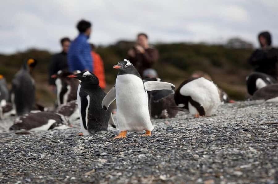 Ushuaia: Beagle Walk among Penguins Navigation Isla de Lobos - Practical Details and What It Means for You