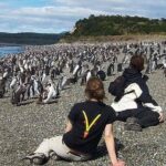 Ushuaia: Beagle Walk Among Penguins Navigation to Isla de Lobos - In-Depth Look at Itinerary and Highlights