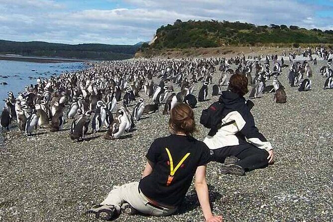 Ushuaia: Beagle Walk Among Penguins Navigation to Isla de Lobos - In-Depth Look at Itinerary and Highlights