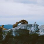 USHUAIA | Navigation: Sea Lions, Birds and Lighthouse - Frequently Asked Questions