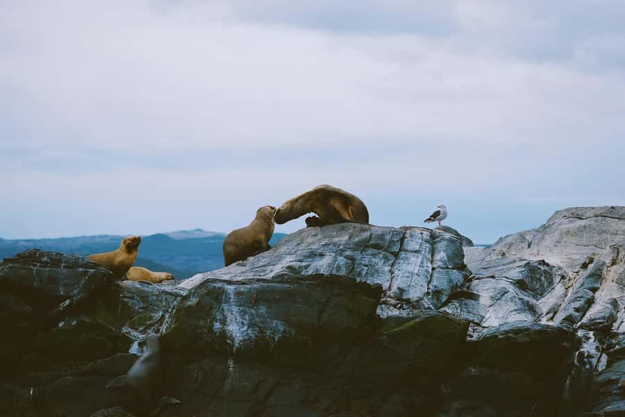 USHUAIA | Navigation: Sea Lions, Birds and Lighthouse - Frequently Asked Questions