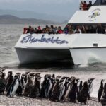 Ushuaia: Penguin Watching Tour by Catamaran - Who Should Consider This Tour?