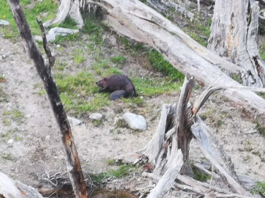 Ushuaia: Visit to Escondido and Fagnano Lakes PM - A Deep Dive into the Experience