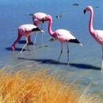 Uyuni: 3-Day Salar de Uyuni, Laguna Colorada, and Laguna - Who Is This Tour Best For?