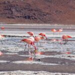 Uyuni: 3-Day Salt Flats Tour with San Pedro de Atacama Trip - An In-Depth Look at the 3-Day Salt Flats Tour