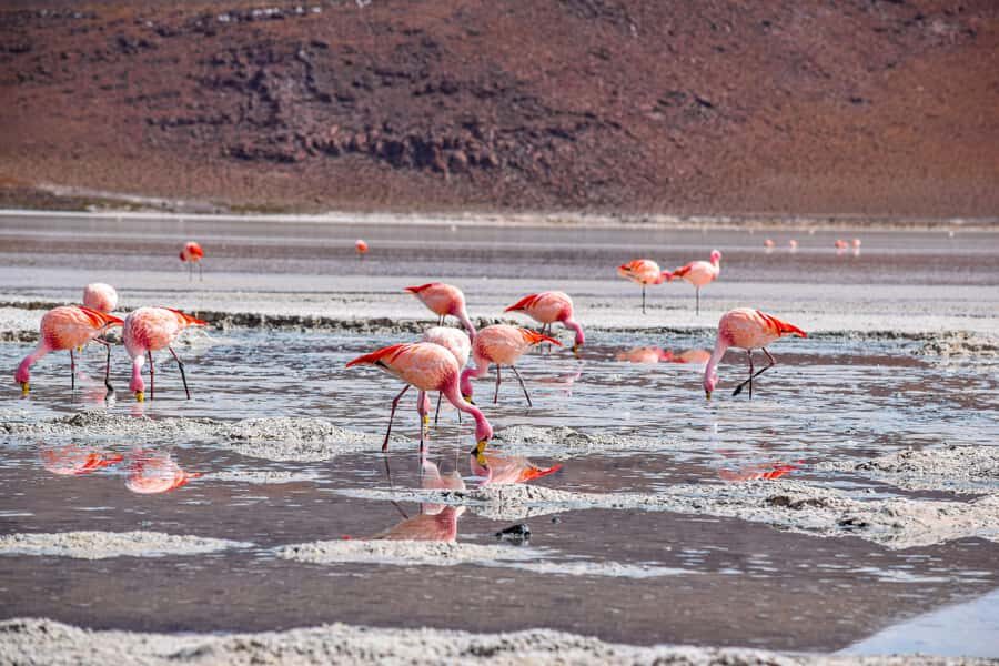 Uyuni: 3-Day Salt Flats Tour with San Pedro de Atacama Trip - An In-Depth Look at the 3-Day Salt Flats Tour