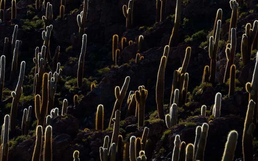 Uyuni: Salar de Uyuni Traditional Tour+Sunset Tour - The Complete Experience: What to Expect from the Tour