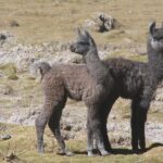 Uyuni Salt flat 2 day+sunset at Salt Water Region + Mirror effect - Final Thoughts