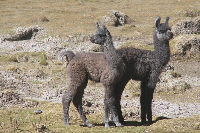 Uyuni Salt flat 2 day+sunset at Salt Water Region + Mirror effect - Final Thoughts