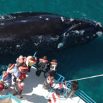 Valdes Peninsula: Full Day with Whale Watching - What Really Sets This Tour Apart