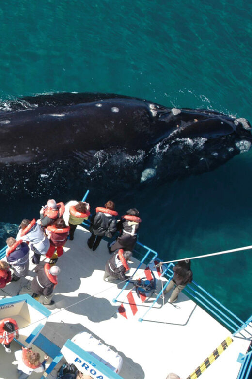 Valdes Peninsula: Full Day with Whale Watching - What Really Sets This Tour Apart