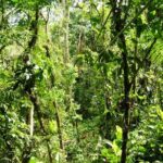 Veragua Rainforest - Aerial Tram Ride: Gliding Through the Canopy