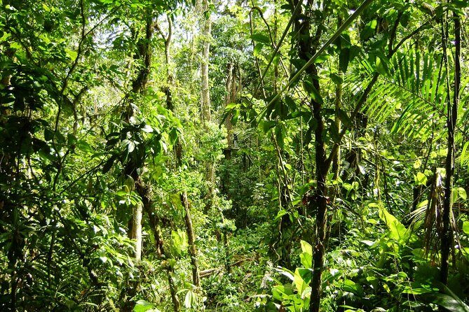 Veragua Rainforest - Aerial Tram Ride: Gliding Through the Canopy