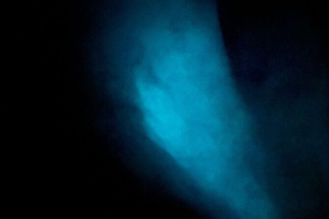 Vieques Bio Bay Tour and Beach Day Trip from San Juan by Ferry - What Makes This Tour Stand Out?