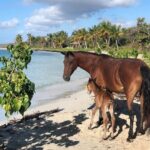 Vieques Island Rich History Tour - Detailed review: what you can expect, step by step