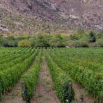 Vineyard Elegance: A Mendoza Wine Odyssey - Frequently Asked Questions