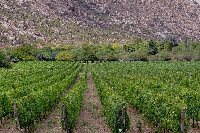 Vineyard Elegance: A Mendoza Wine Odyssey - Frequently Asked Questions