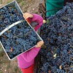 Vineyards with Wine Tasting in Mendoza - An In-Depth Look at the Mendoza Vineyards Tour