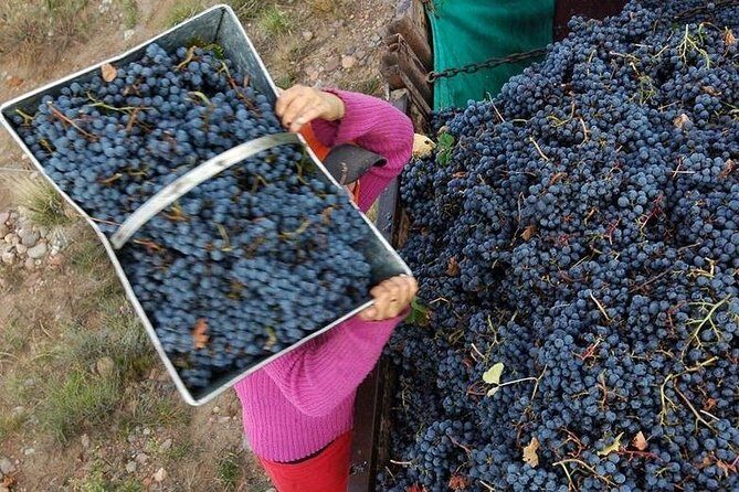 Vineyards with Wine Tasting in Mendoza - An In-Depth Look at the Mendoza Vineyards Tour