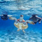 VIP Private Island & Snorkeling Tour  South Bonaire - Why This Tour Might Be Perfect for You