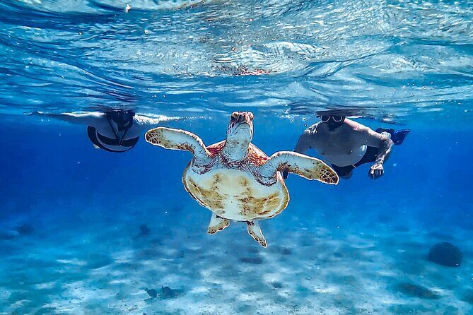 VIP Private Island & Snorkeling Tour  South Bonaire - Why This Tour Might Be Perfect for You