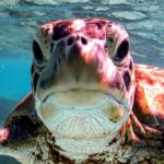 VIP Private Snorkeling Tour with Underwater Photos - Who Will Love This Tour?