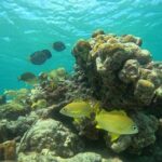 Visit Secret beaches and enjoy private guided Snorkel tour - The Benefits of a Fully Customizable Tour