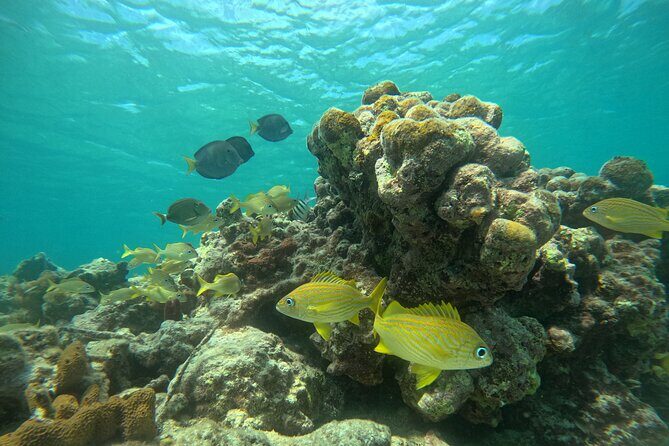 Visit Secret beaches and enjoy private guided Snorkel tour - The Benefits of a Fully Customizable Tour