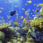 Visit the Cousteau Reserve By Boat Without a License - Detailed Itinerary and What to Expect