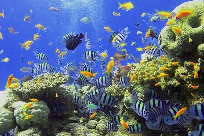 Visit the Cousteau Reserve By Boat Without a License - Detailed Itinerary and What to Expect