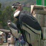 Visit to the Cochahuasi Animal Sanctuary with rescued animal - A Close Look at the Cochahuasi Sanctuary Experience