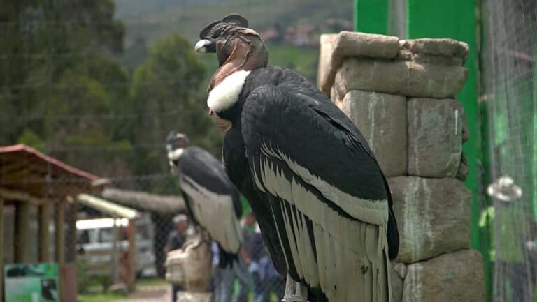 Visit to the Cochahuasi Animal Sanctuary with rescued animal - A Close Look at the Cochahuasi Sanctuary Experience