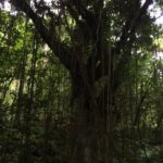 Volcano Crater hike in St Kitts - An In-Depth Look at the Volcano Crater Hike in St Kitts