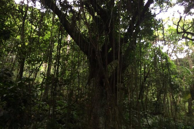 Volcano Crater hike in St Kitts - An In-Depth Look at the Volcano Crater Hike in St Kitts