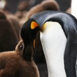 Volunteer Point in Falkland Islands - The Sum Up: The Best of Falklands Wildlife Tours