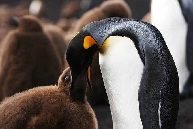 Volunteer Point in Falkland Islands - The Sum Up: The Best of Falklands Wildlife Tours