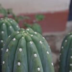 Wachuma (San Pedro) and Ayahuasca Retreat 4D - Private - Frequently Asked Questions