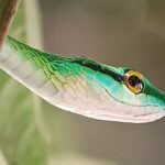 Walk and Sighting of Flora and Fauna in Manuel Antonio - Who Should Consider This Tour?