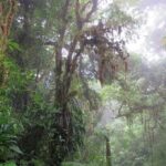 Walk in Monteverde Cloud Forest - Final Thoughts: Is This the Right Tour for You?