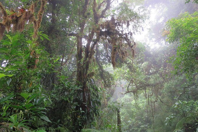 Walk in Monteverde Cloud Forest - Final Thoughts: Is This the Right Tour for You?