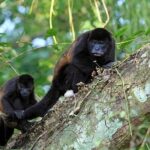 Walk in Río Celeste in Tenorio Volcano National Park - In-Depth Look at the Río Celeste Tour Experience