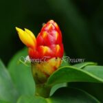 Walk in Santa Elena Cloud Forest Reserve - Why Choose This Tour?