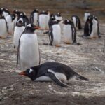 Walk with Penguins on Martillo Island, Ushuaia - Who Should Consider This Tour?