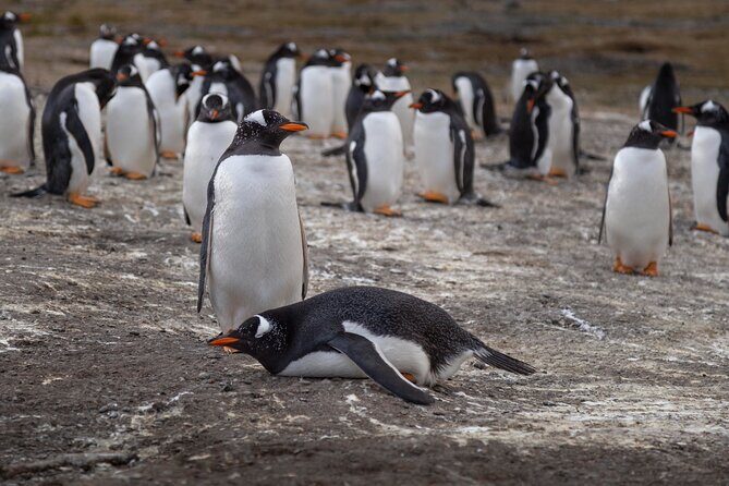 Walk with Penguins on Martillo Island, Ushuaia - Who Should Consider This Tour?